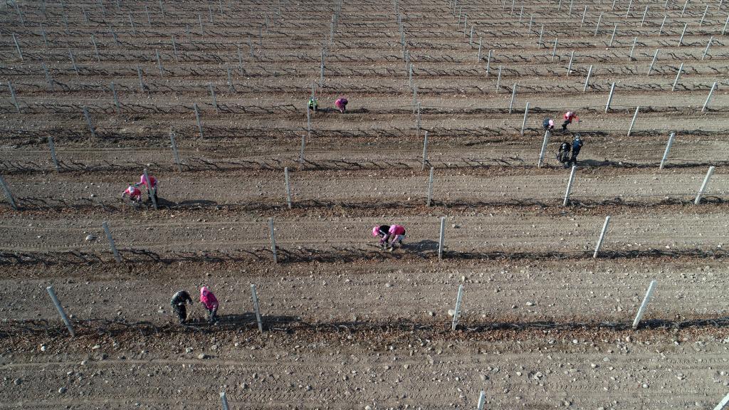 贺兰山东麓酿酒葡萄迎&ldquo;冬眠&rdquo;