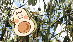 一枚非洲牛油果的进博故事