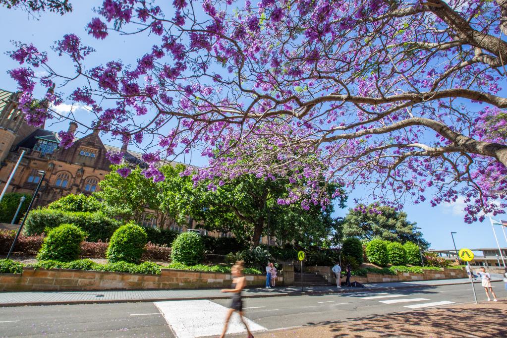 澳大利亚悉尼:蓝花楹盛开