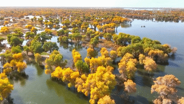 新疆罗布淖尔湿地:百鸟翔集美景如画