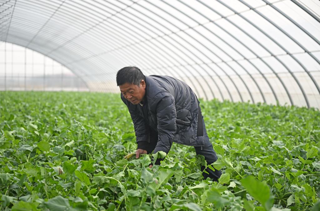 &ldquo;萝卜小镇&rdquo;迎丰收 特色产业促振兴