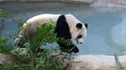 大熊猫在卡塔尔“听音识老乡”