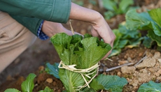 新华全媒+丨新农人的&ldquo;蔬菜盲盒&rdquo;生意经