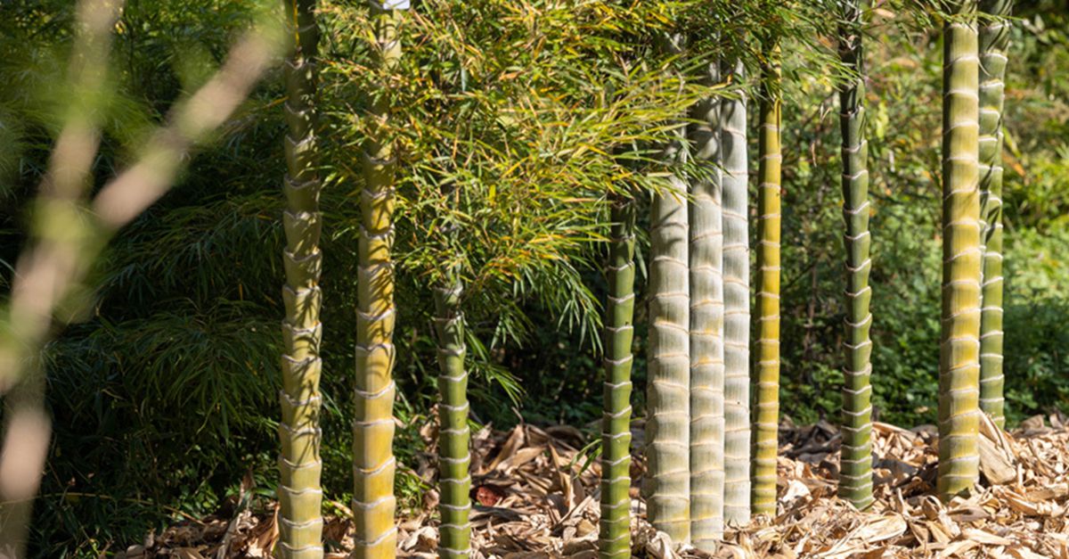 COP15｜万万没想到！竹子竟然还可以长这样