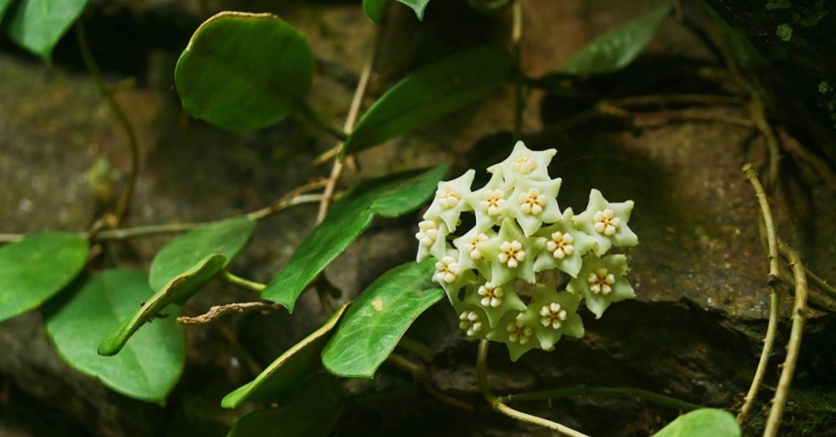 COP15｜中国特有物种凸脉球兰又添新分布点