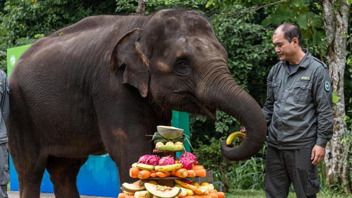 还记得去年追的&ldquo;大象去哪儿&rdquo;吗？云南野象过得挺好哒！