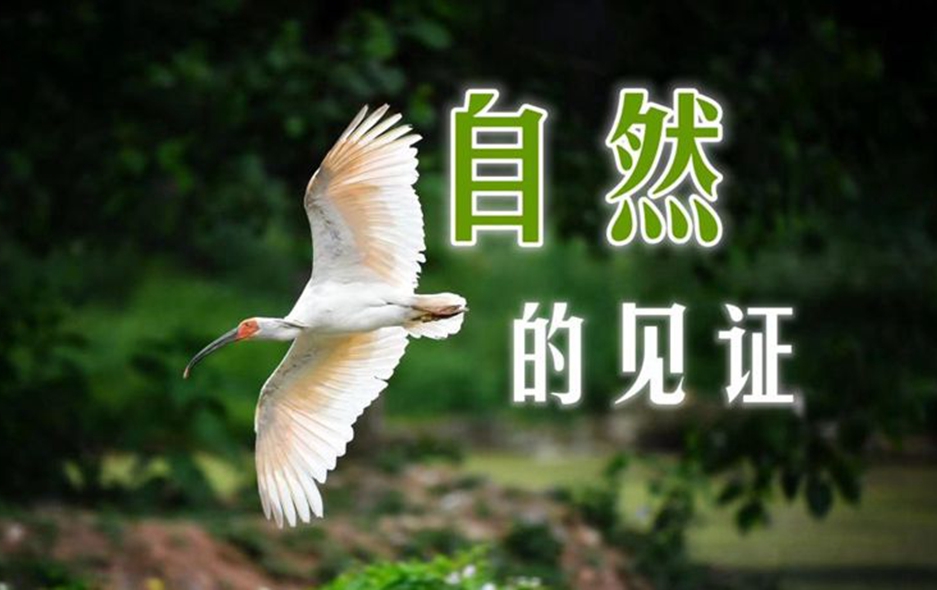 微视频｜自然的见证