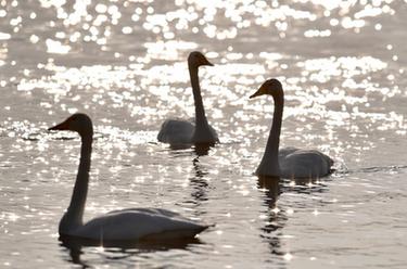 黄河湿地&ldquo;天鹅舞&rdquo;