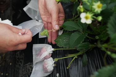 河北卢龙：特色果蔬种植鼓起农民&ldquo;钱袋子&rdquo;