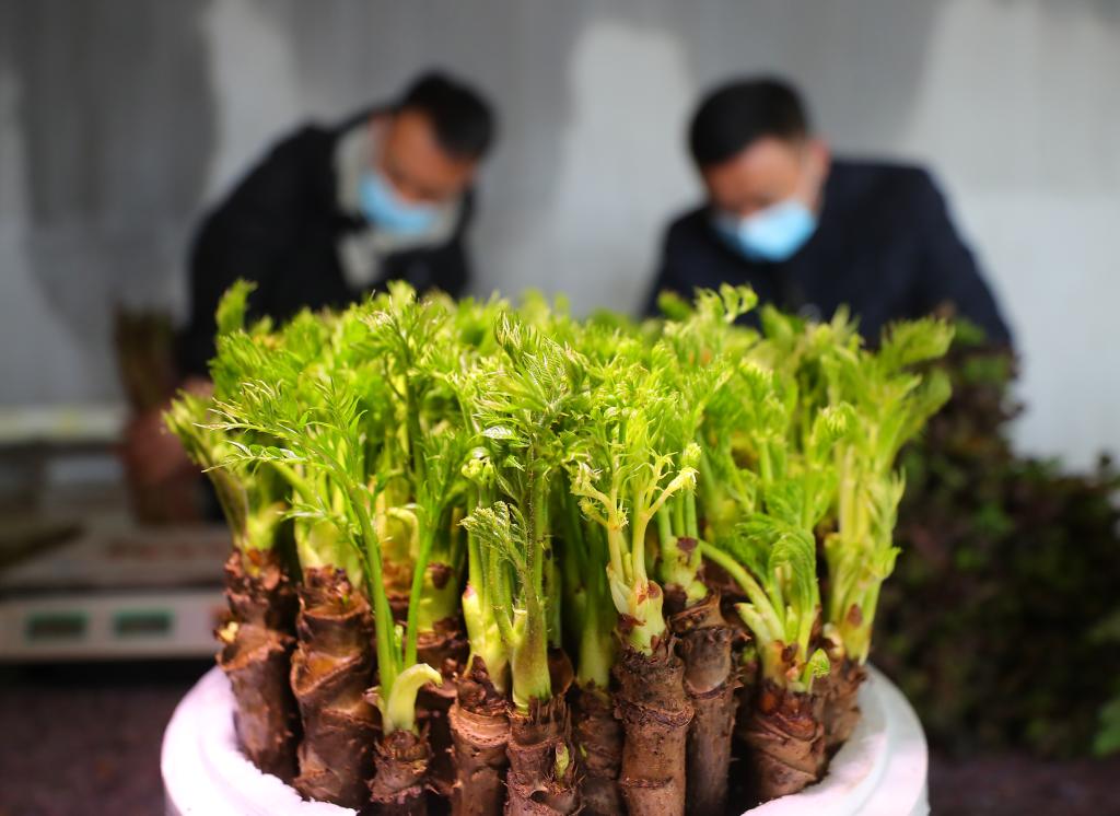 新春走基层丨辽宁新民： 刺嫩芽成了&ldquo;致富芽&rdquo;