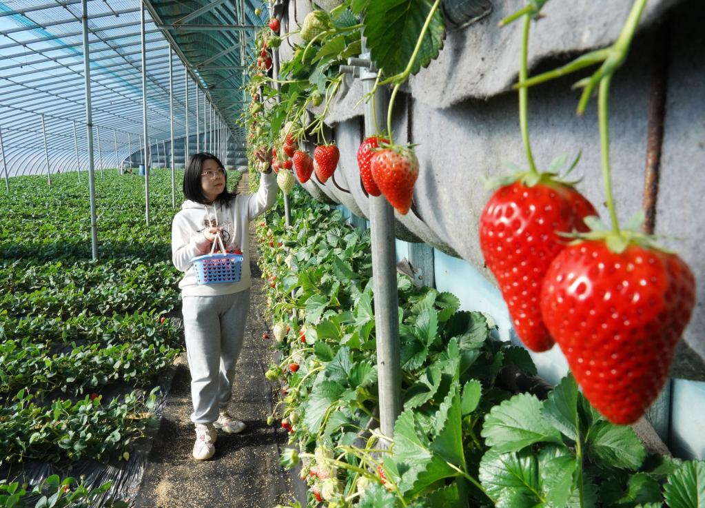 河北昌黎：草莓飘香采摘忙