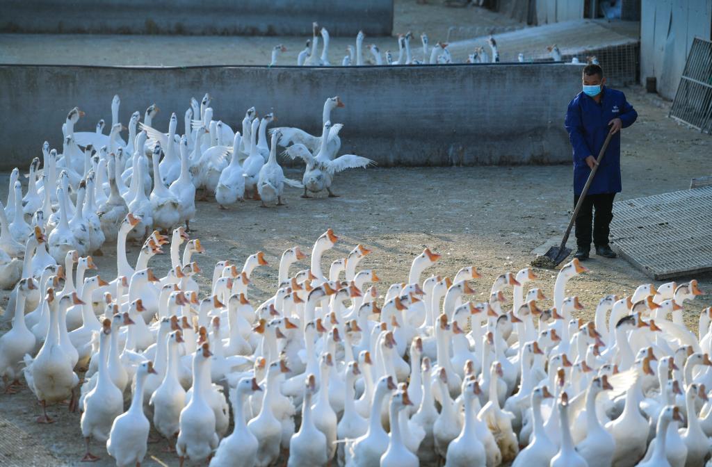 贵州锦屏：打好乡村振兴的&ldquo;羽毛球&rdquo;