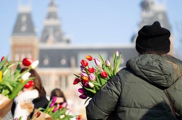荷兰：色彩斑斓的郁金香日