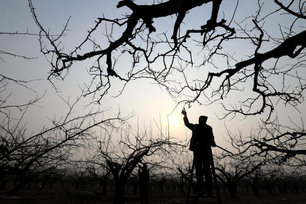 &ldquo;雪花梨之乡&rdquo;春剪忙 废弃树枝也成宝