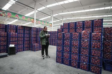 新春走基层丨东北&ldquo;菜篮子&rdquo;供销两旺