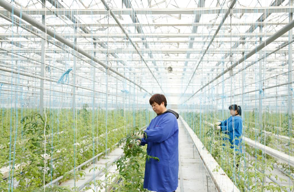 &ldquo;订单育苗&rdquo;助力乡村振兴