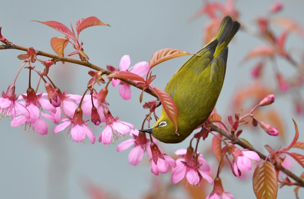 不负春光好时景