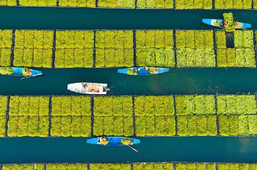浙江淳安：&ldquo;湖上菜园&rdquo;春收忙