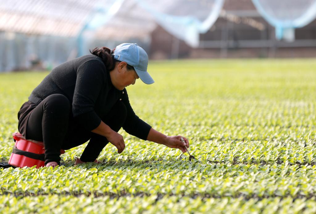新华全媒+｜奏响&ldquo;致富曲&rdquo; 种出&ldquo;幸福果&rdquo;&mdash;&mdash;兰考特色产业助力乡村振兴