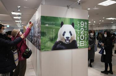 东京：大熊猫摄影展