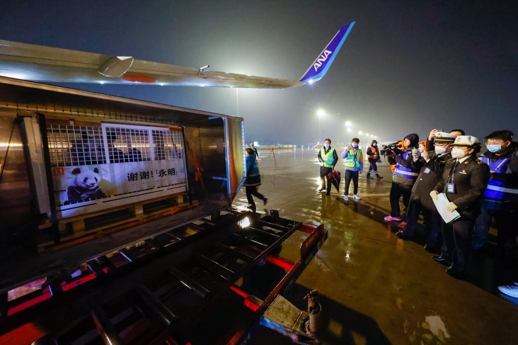 30岁高龄大熊猫&ldquo;永明&rdquo;携双胞胎女儿归国