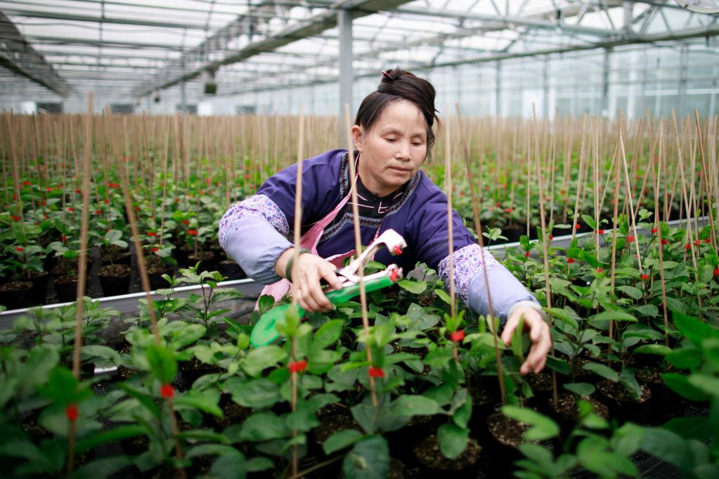 新华全媒+丨科技助力新春育种