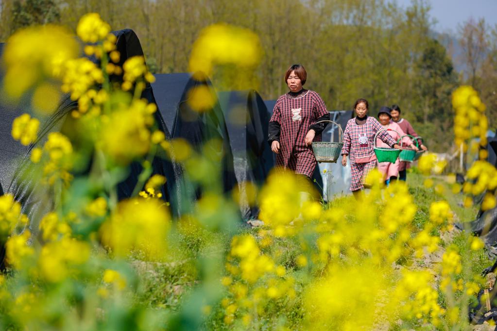 小小羊肚菌撑起乡村&ldquo;致富伞&rdquo;