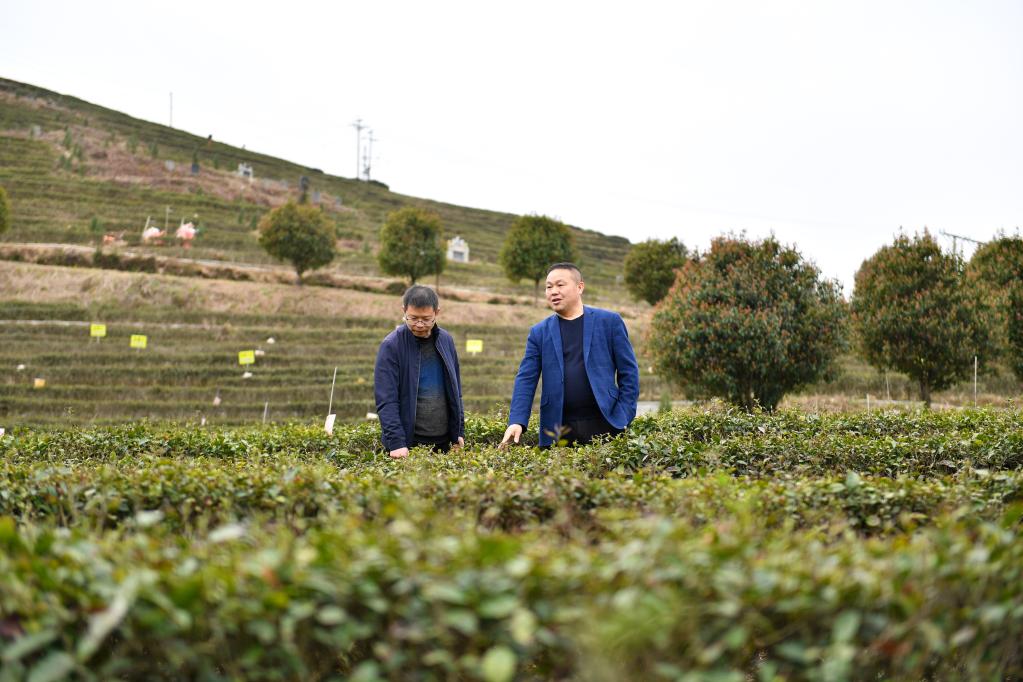 雪峰深处奏响茶旅融合发展&ldquo;新乐章&rdquo;