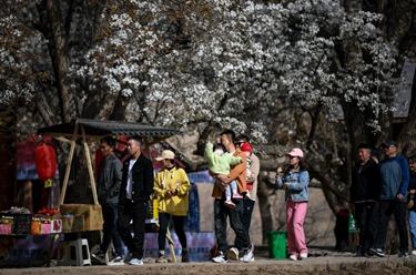 新华全媒+丨来黄河古村落 赴一场梨花之约