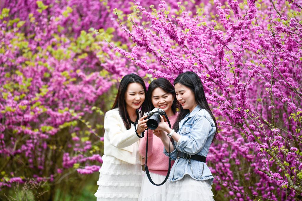 贵州岑巩:紫荆花开美乡村