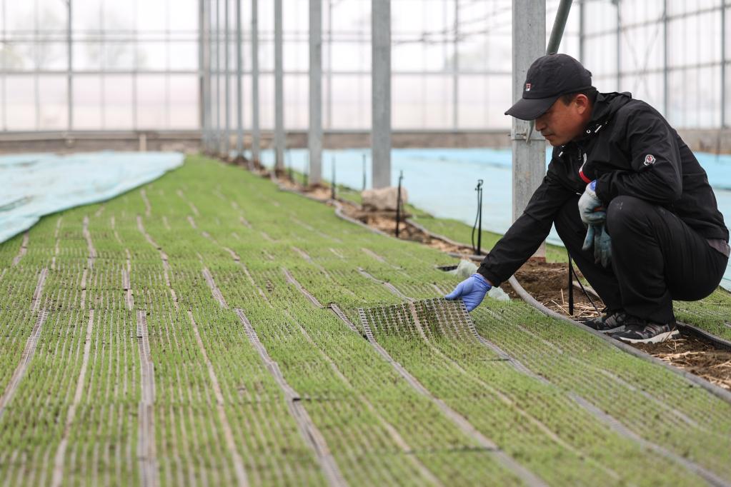 辽宁盘锦:水稻育苗忙