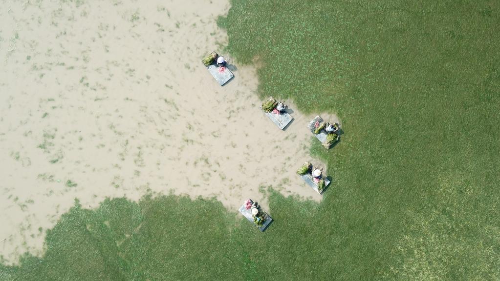 世界地球日：从&ldquo;水下荒漠&rdquo;到&ldquo;水下森林&rdquo;，走进&ldquo;洞庭之心&rdquo;大通湖