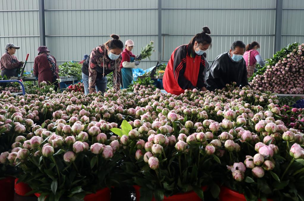 山东博兴：&ldquo;鲜切花&rdquo;助推乡村振兴