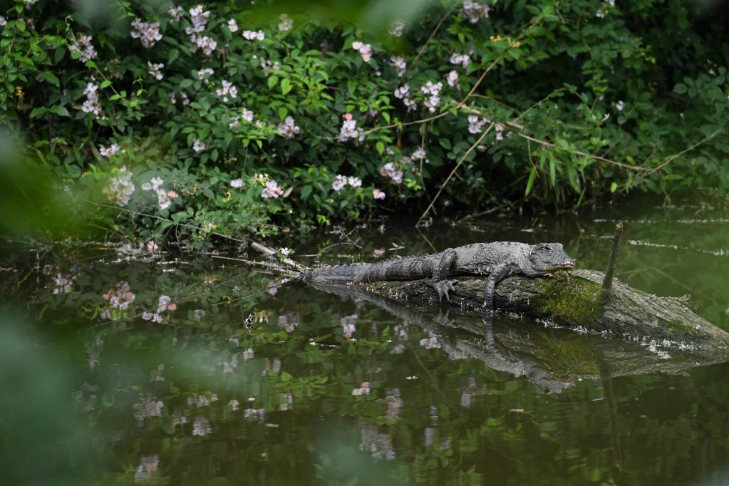 寻踪长江&ldquo;活化石&rdquo;