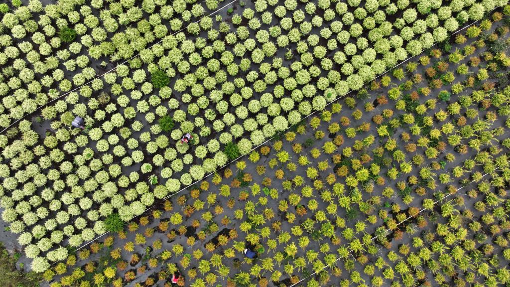 贵州黄平：&ldquo;美丽经济&rdquo;撑起乡村振兴一片天