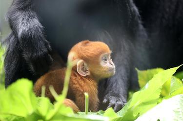 广州长隆黑叶猴家族&ldquo;双喜临门&rdquo;