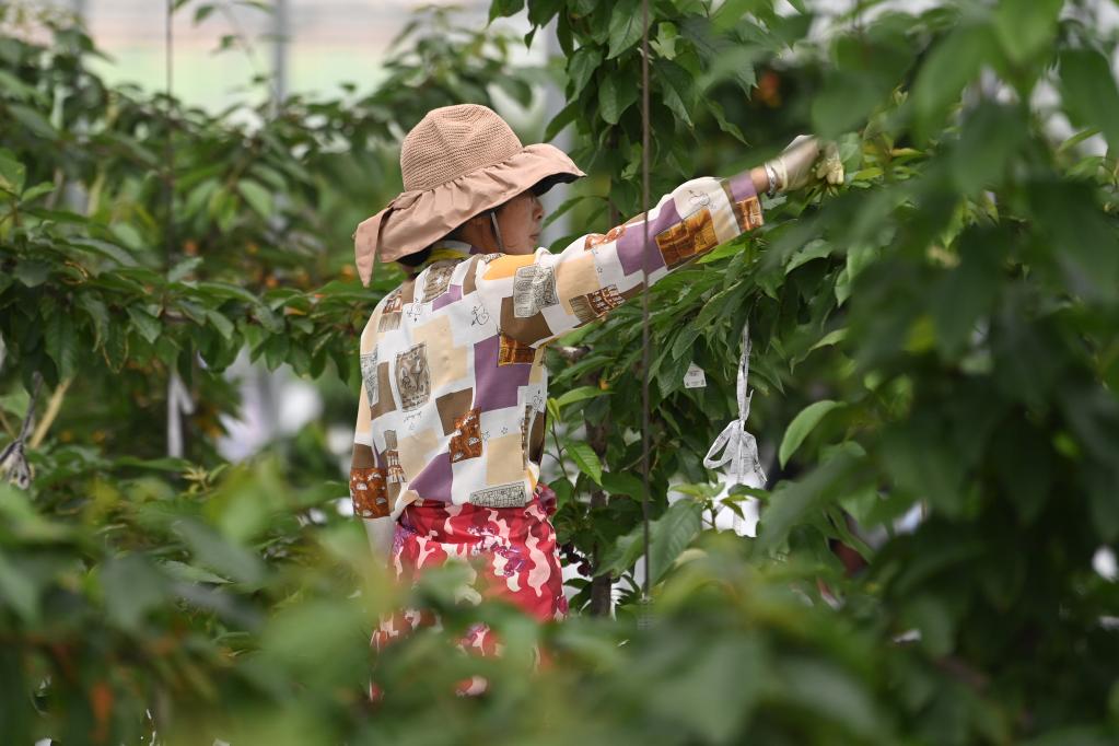 浙江桐庐：畲乡&ldquo;水果共富工坊&rdquo;的大樱桃熟了
