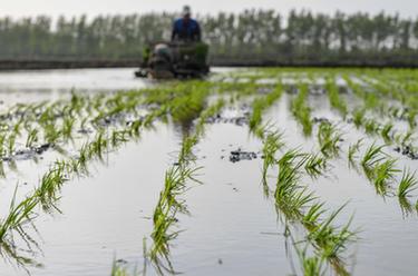 吉林省水稻插秧已超六成