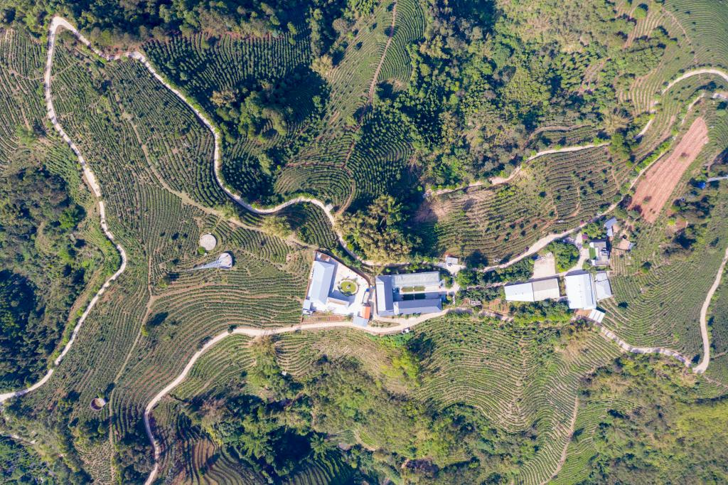 云南绿春：做好&ldquo;一县一业&rdquo;茶文章