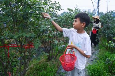 浙江长兴：&ldquo;采摘游&rdquo;助力特色乡村旅游发展