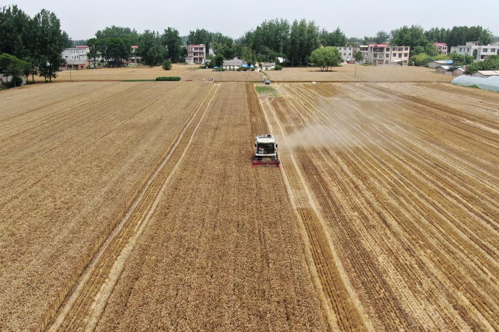 追逐麦浪的&ldquo;90后&rdquo;麦客夫妻