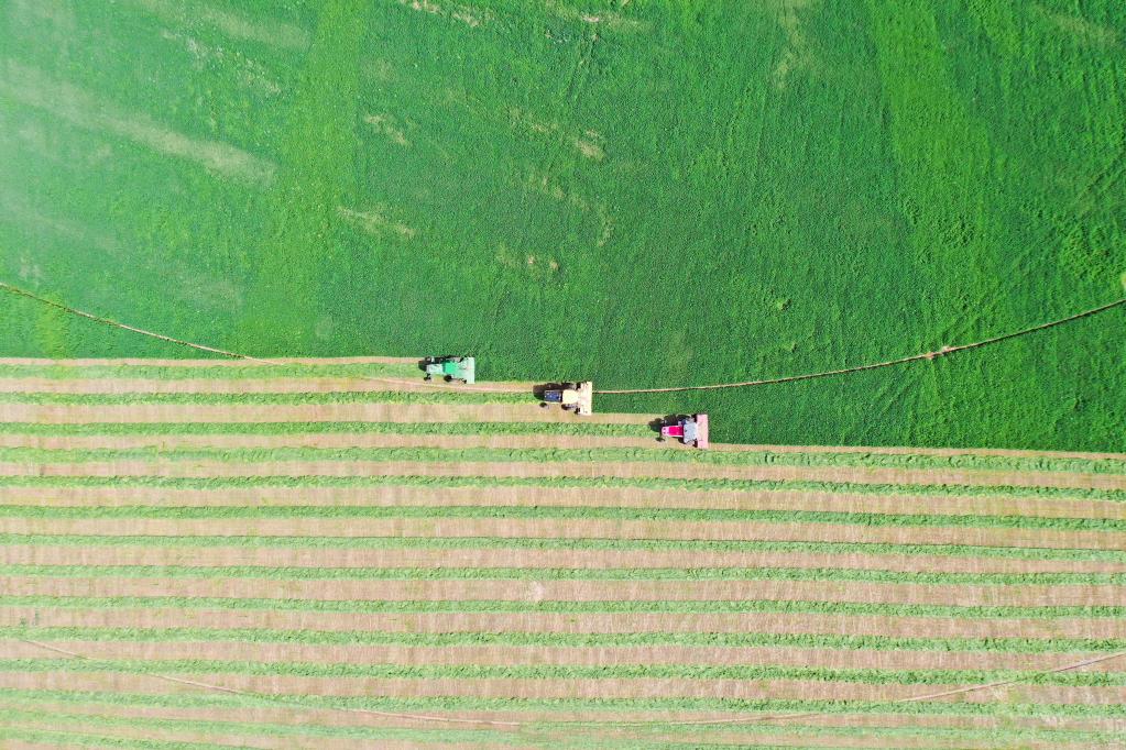 呼和浩特：优质饲草获丰收