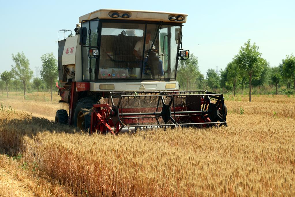 山东沾化：&ldquo;黑金&rdquo;带动农民增收