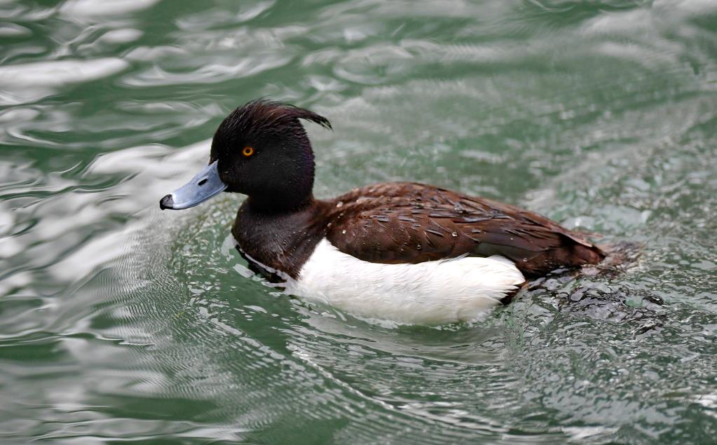 拉萨：潜鸭&ldquo;戏&rdquo;水