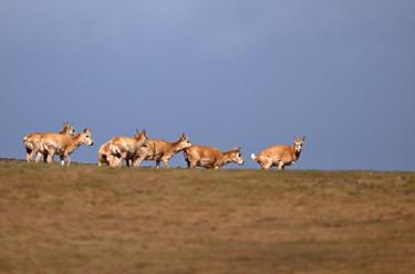 在可可西里卓乃湖，&ldquo;邂逅&rdquo;藏羚羊