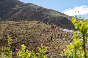 拉萨：南北山造林在行动