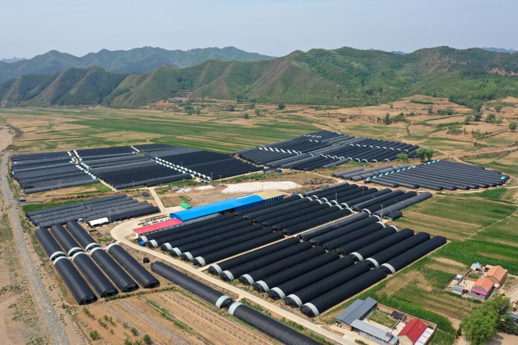 河北隆化：&ldquo;小蘑菇&rdquo;种出增收致富路