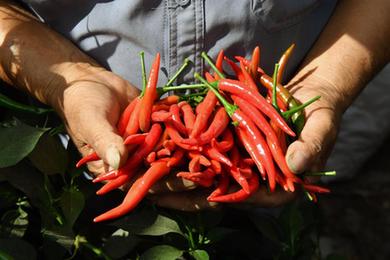 河南内黄：小辣椒&ldquo;长成&rdquo;大产业