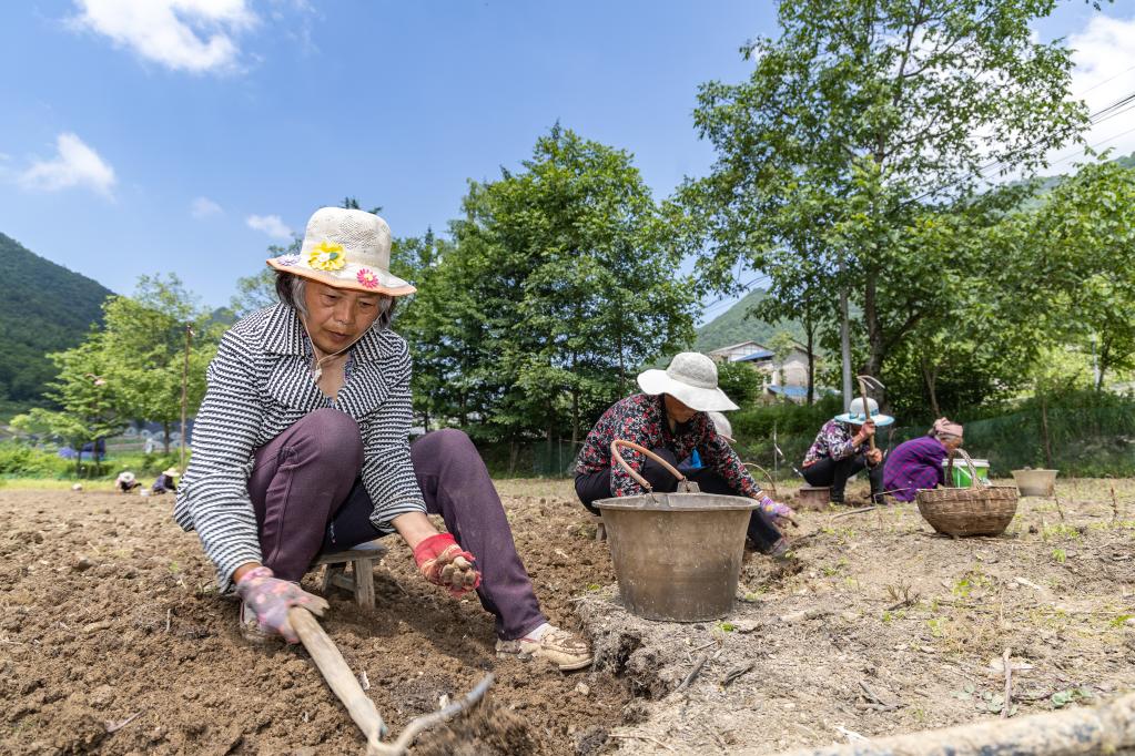 重庆巫溪：&ldquo;小贝母&rdquo;长成致富&ldquo;大产业&rdquo;
