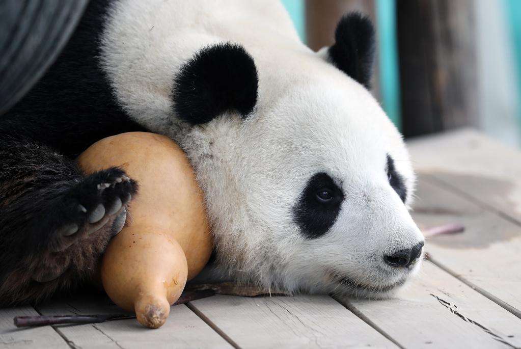 大熊猫&ldquo;刚刚&rdquo;清凉度夏